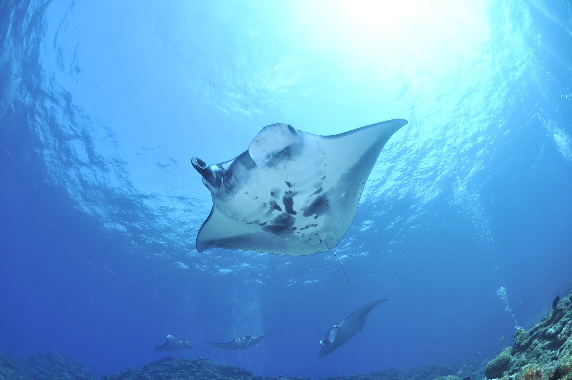 Scuba Diving