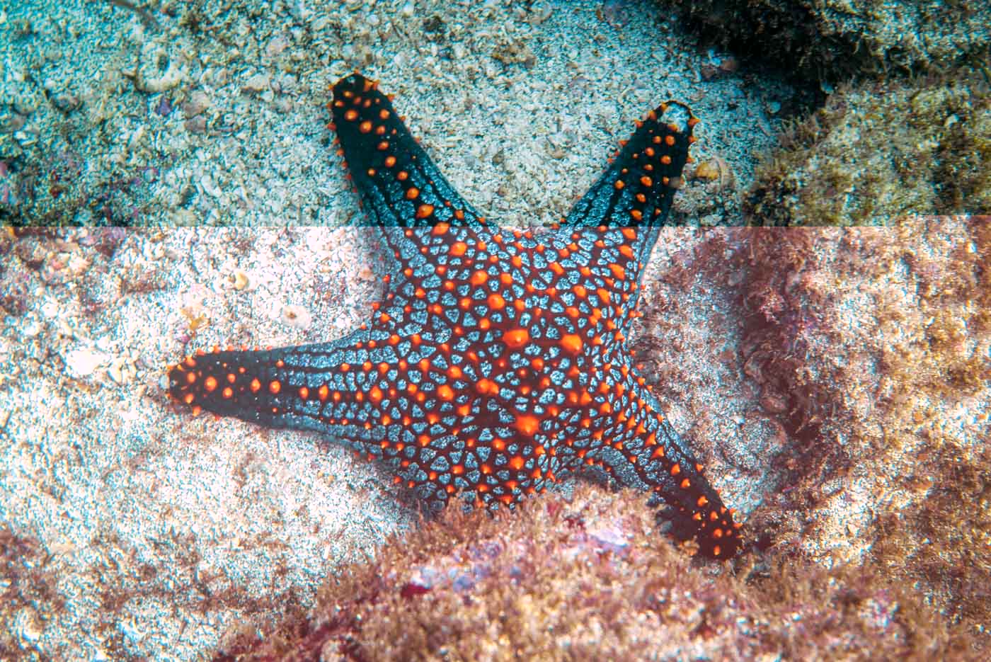 Scuba Diving Costa Rica